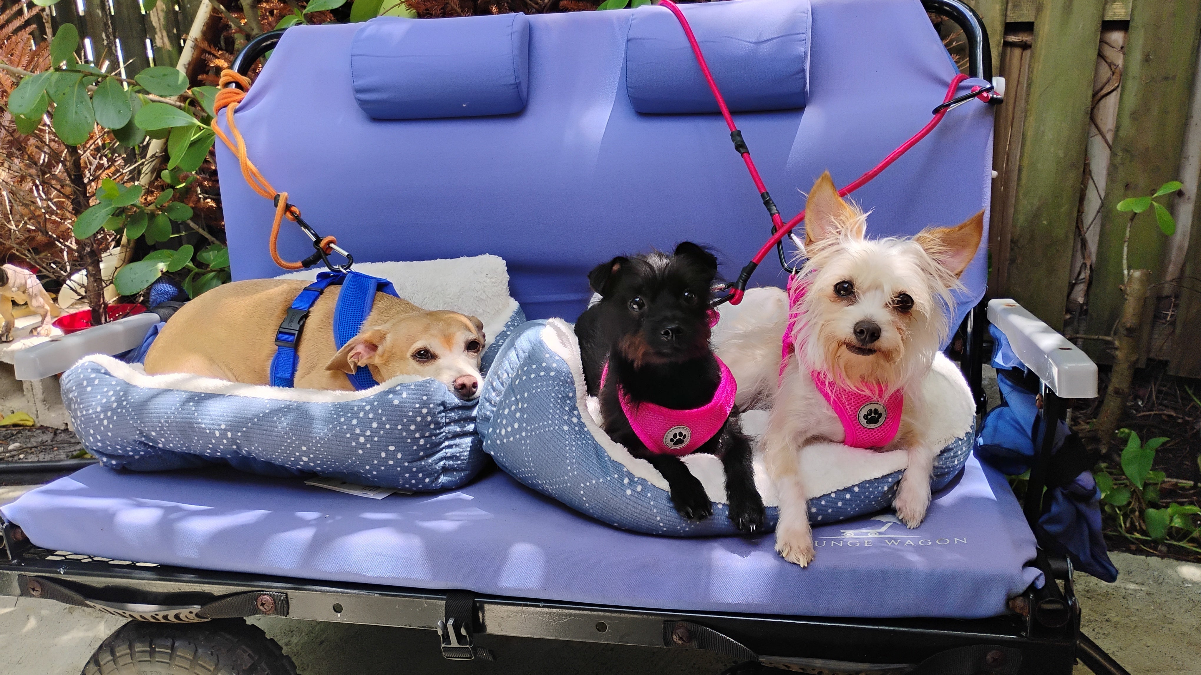 The Ultimate Dog Cart Wagon Buyer's Guide 2026 - Lounge Wagon